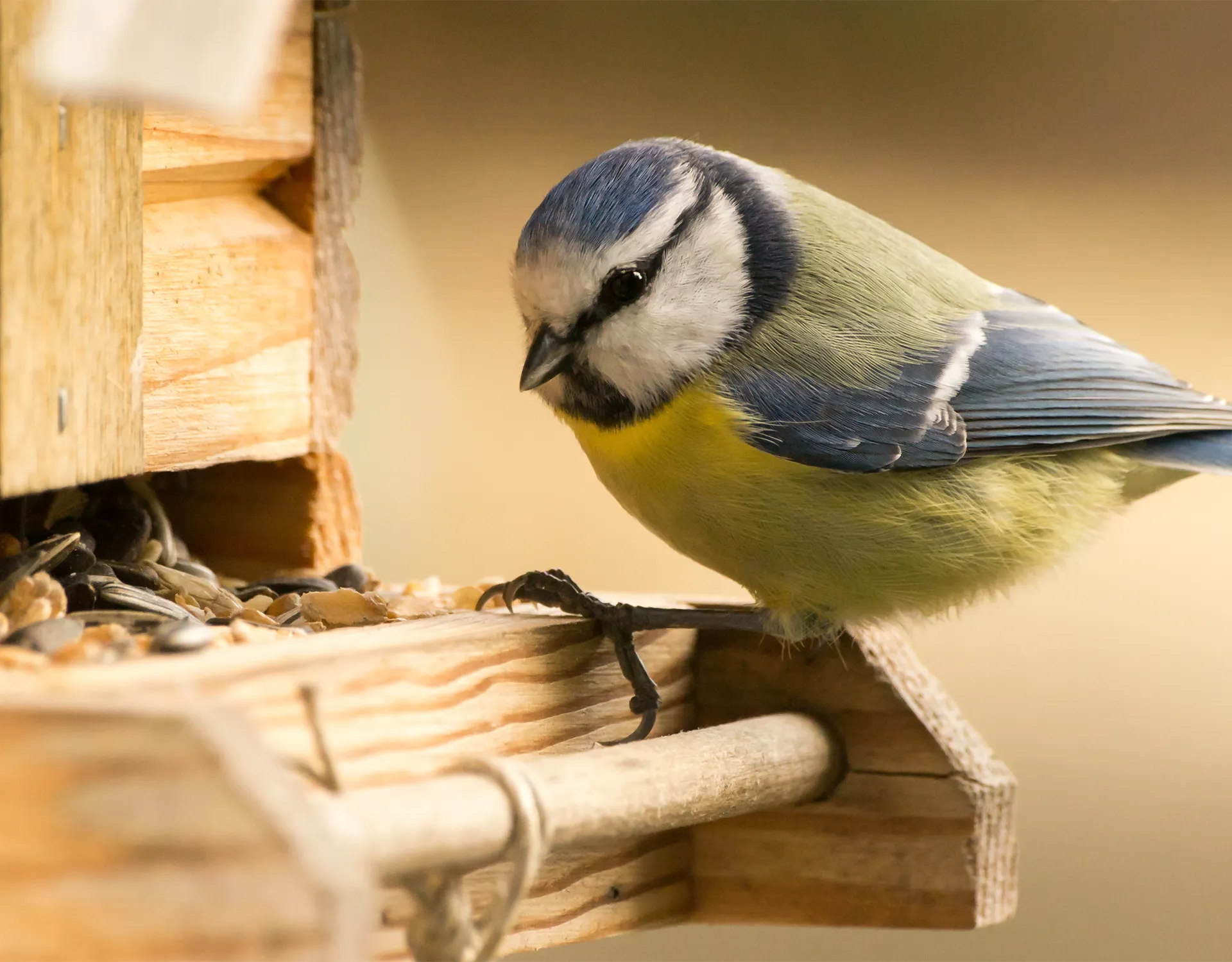 Vogel Titel