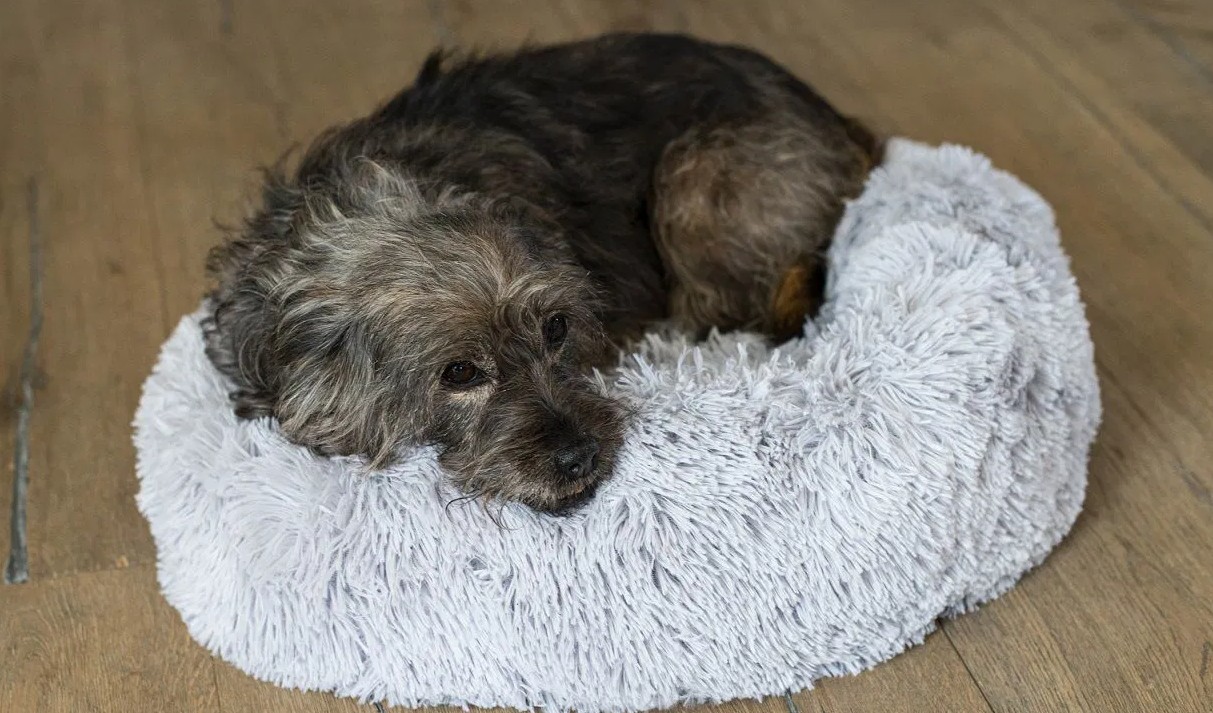 hundebett