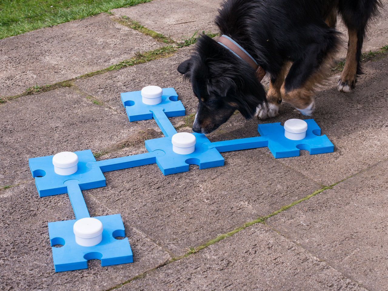 Schnüffelset für Hunde, Hundetraining, Geruchssinn PR-I3 Schnüffelset für Hunde, Hundetraining, Geruchssinn PR-I3