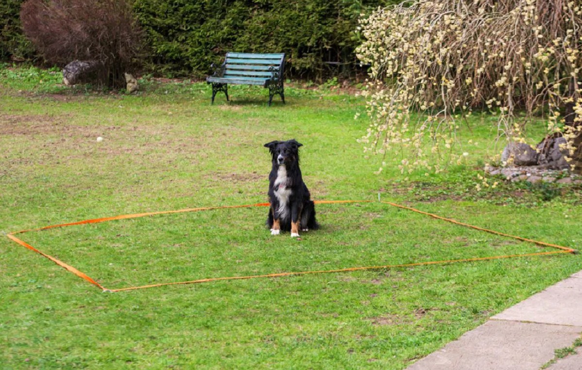 hund sitzt in einem quadrat und wartet - obedience