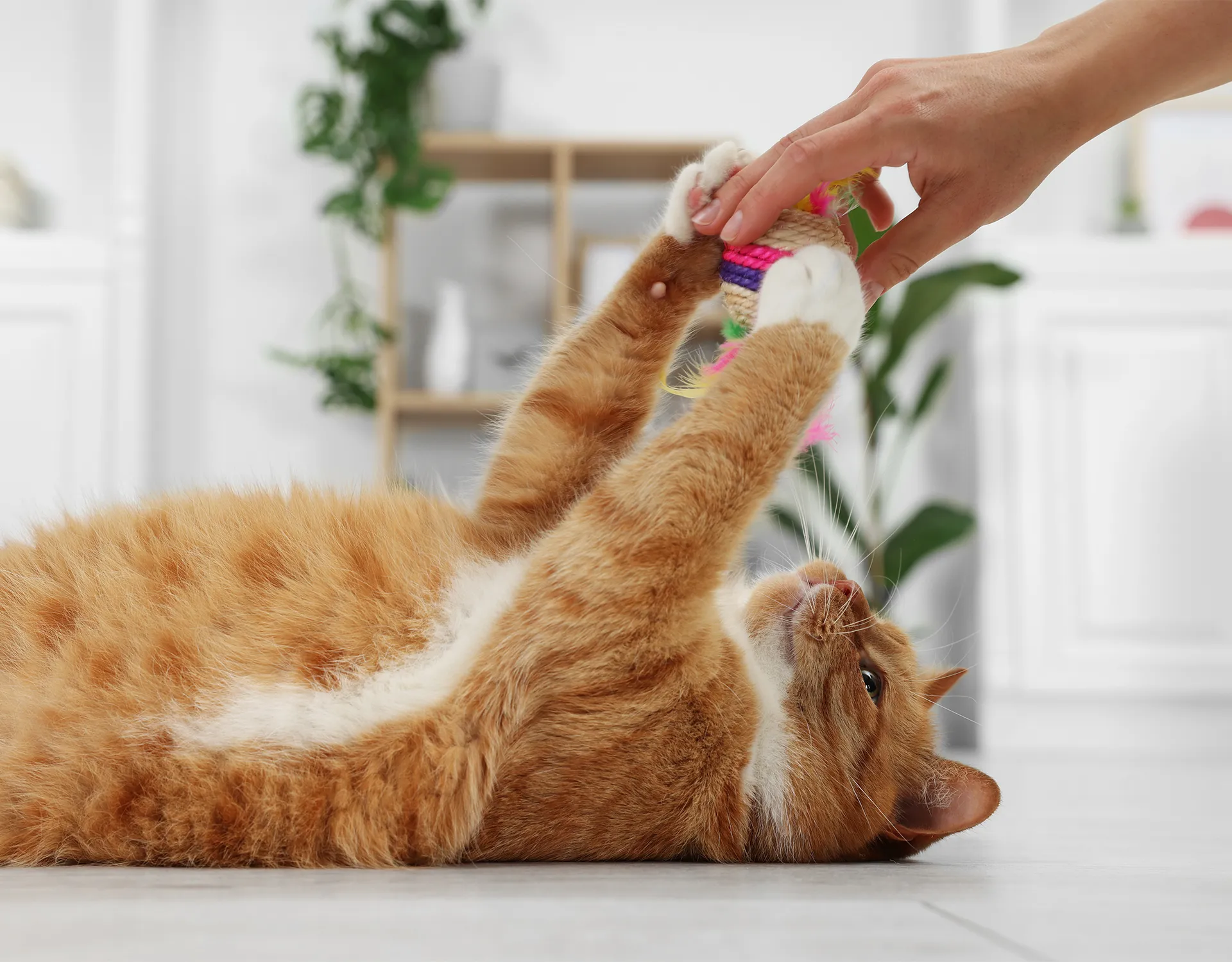 Katze Titel