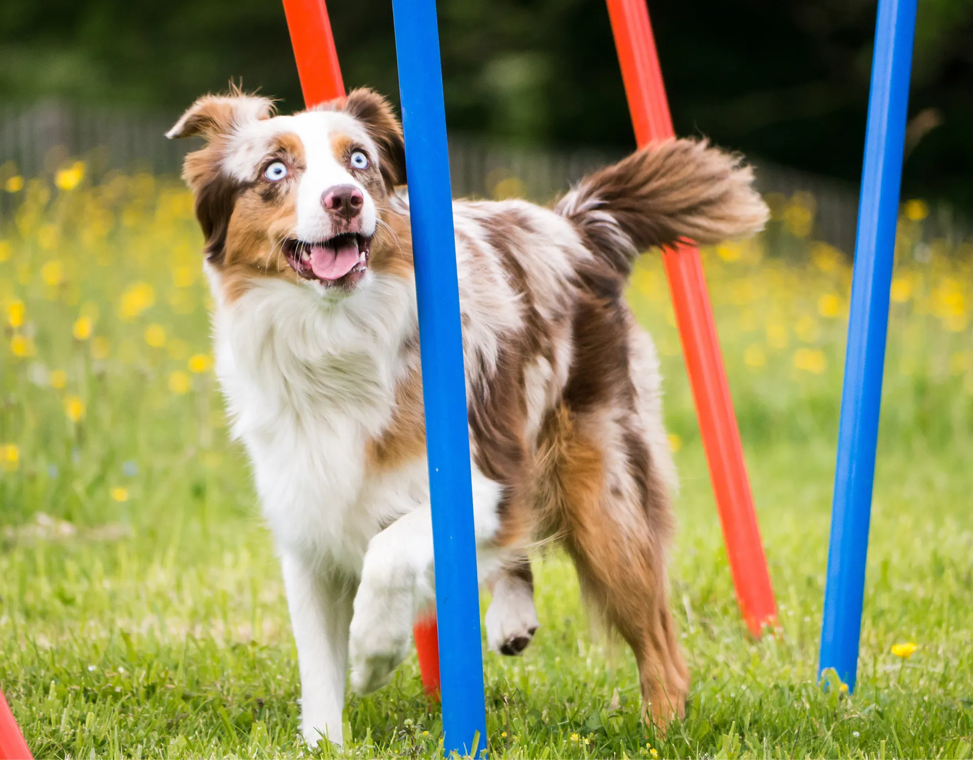 Hunde Titel