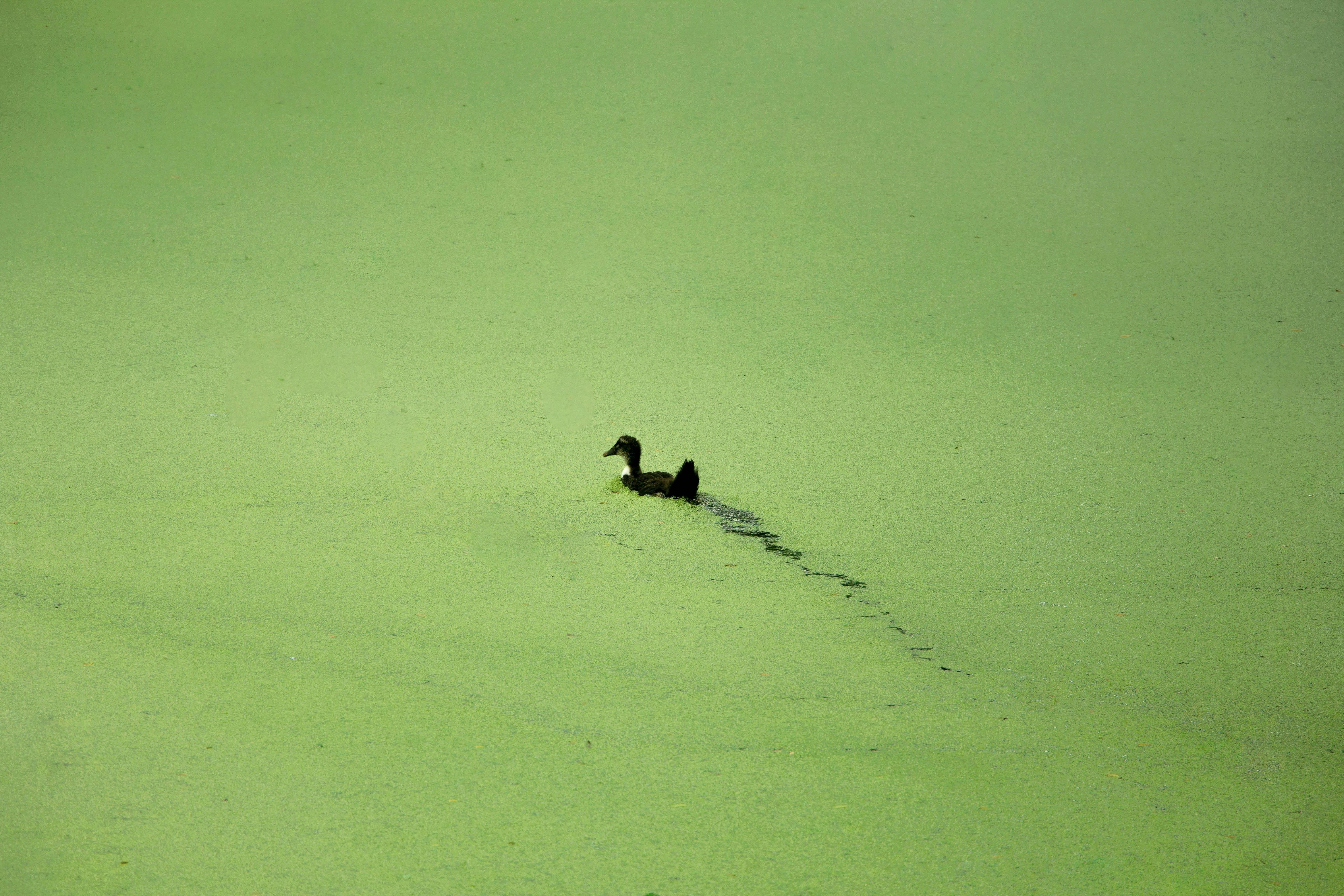 ente schweimmt durch komplett grün veralgten teich